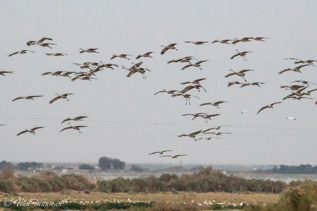 Sandhill Crane - ML82615431