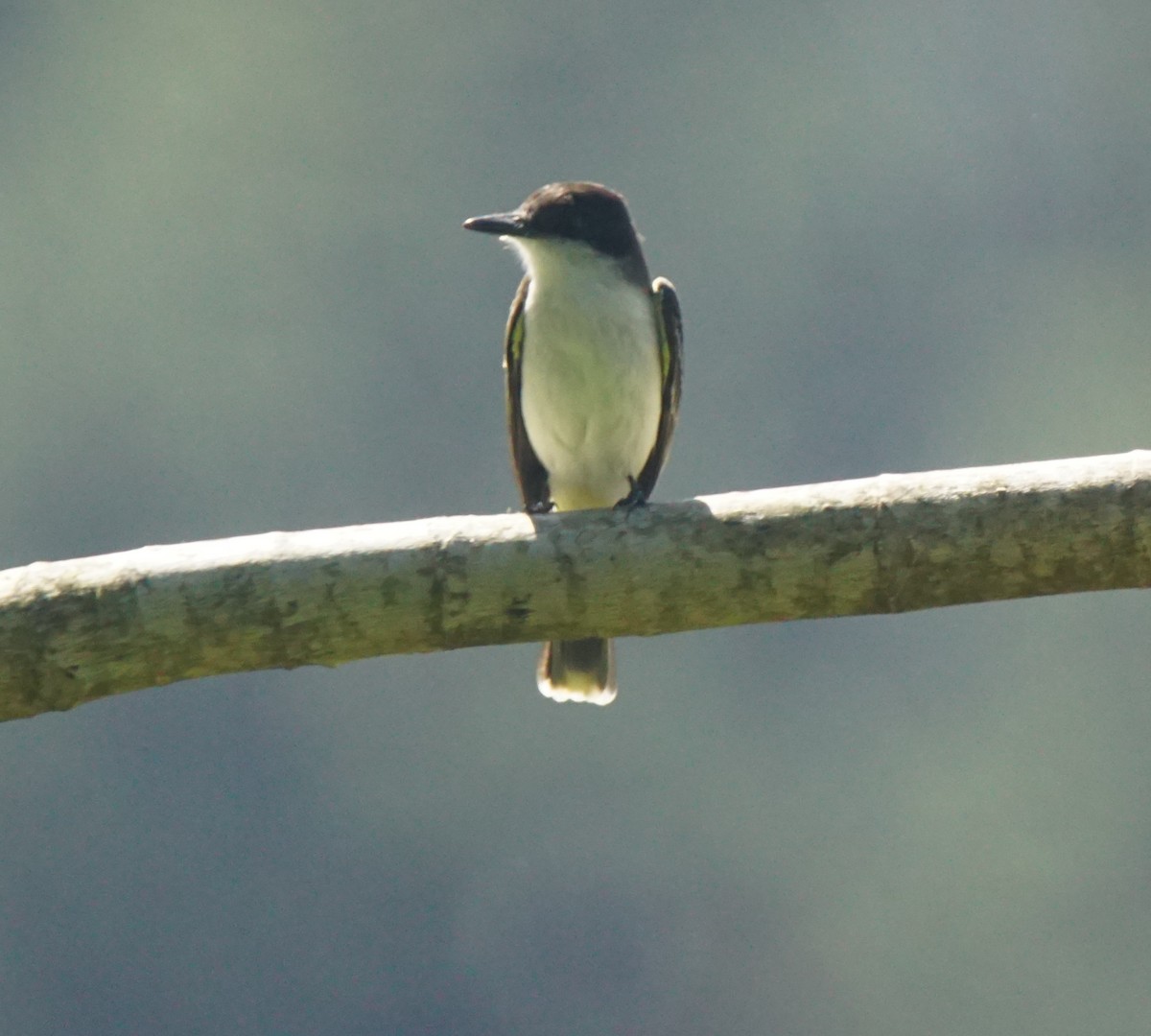 Loggerhead Kingbird - Nevine Jacob