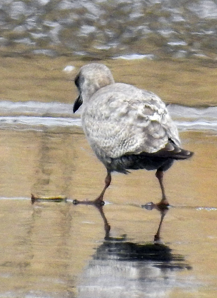Iceland Gull (Thayer's) - ML82617191