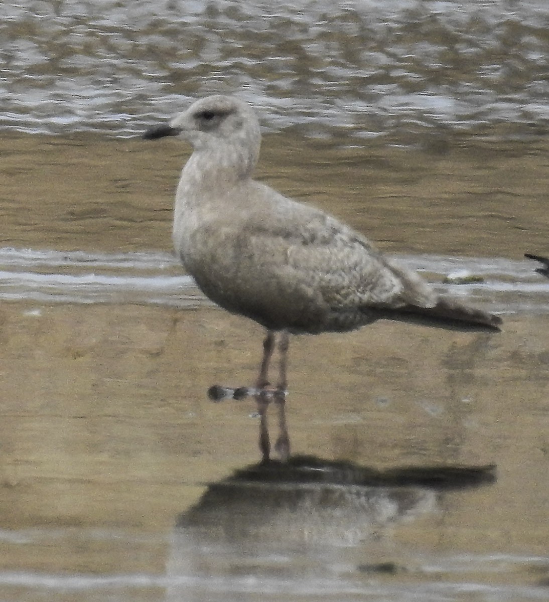 Iceland Gull (Thayer's) - ML82617211