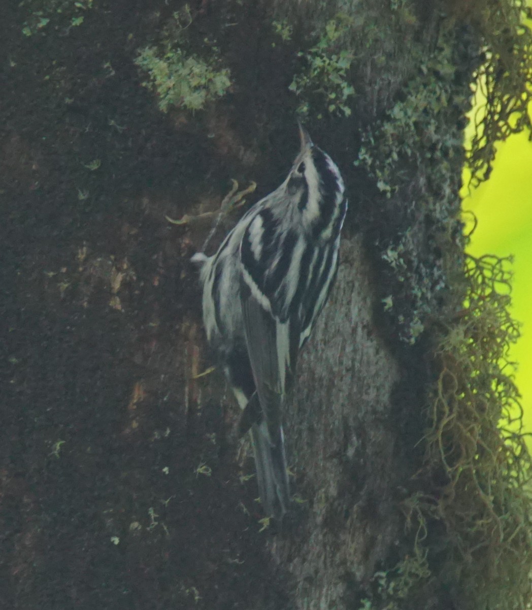 Black-and-white Warbler - ML82617351