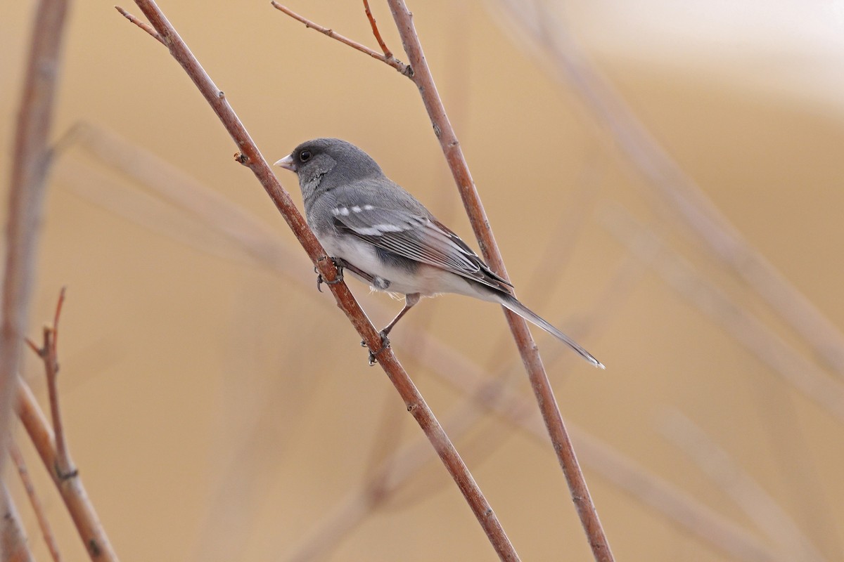 Dark-eyed Junco (White-winged) - ML82619121