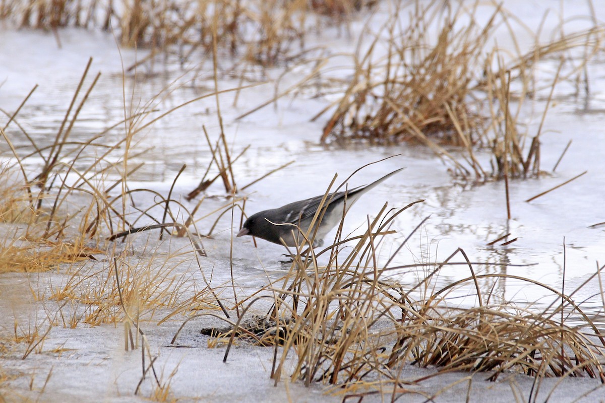 Dark-eyed Junco (White-winged) - ML82619151