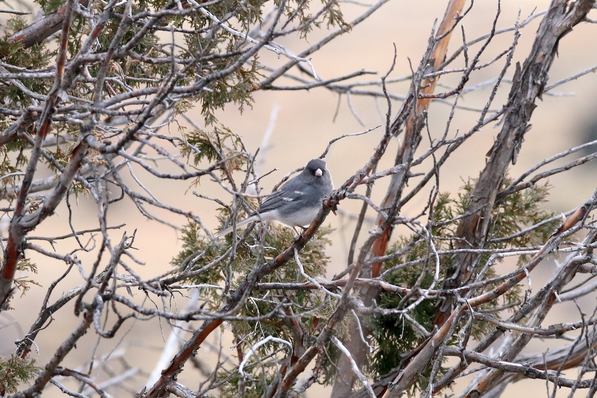 Dark-eyed Junco (White-winged) - ML82619191