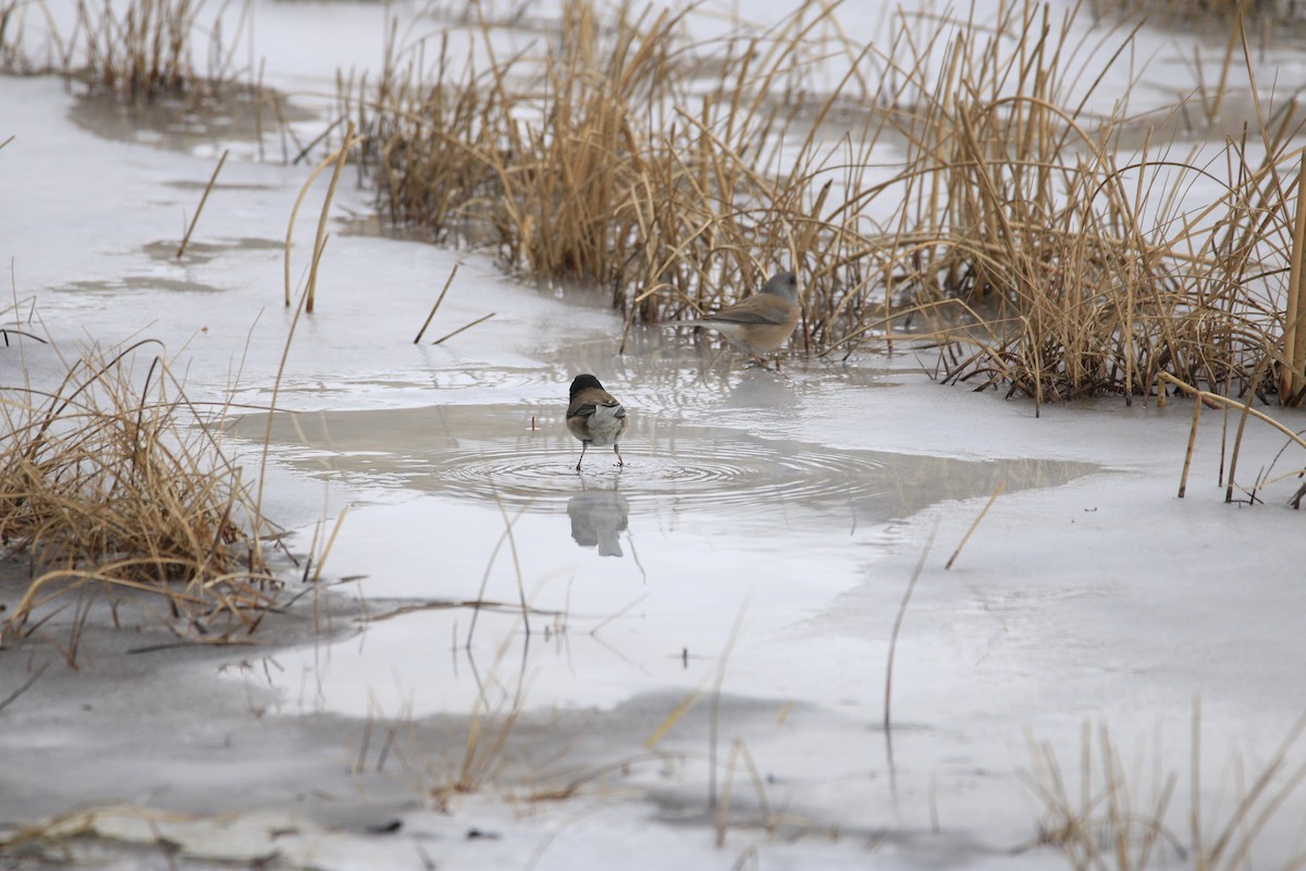 Dark-eyed Junco (Pink-sided) - ML82619201