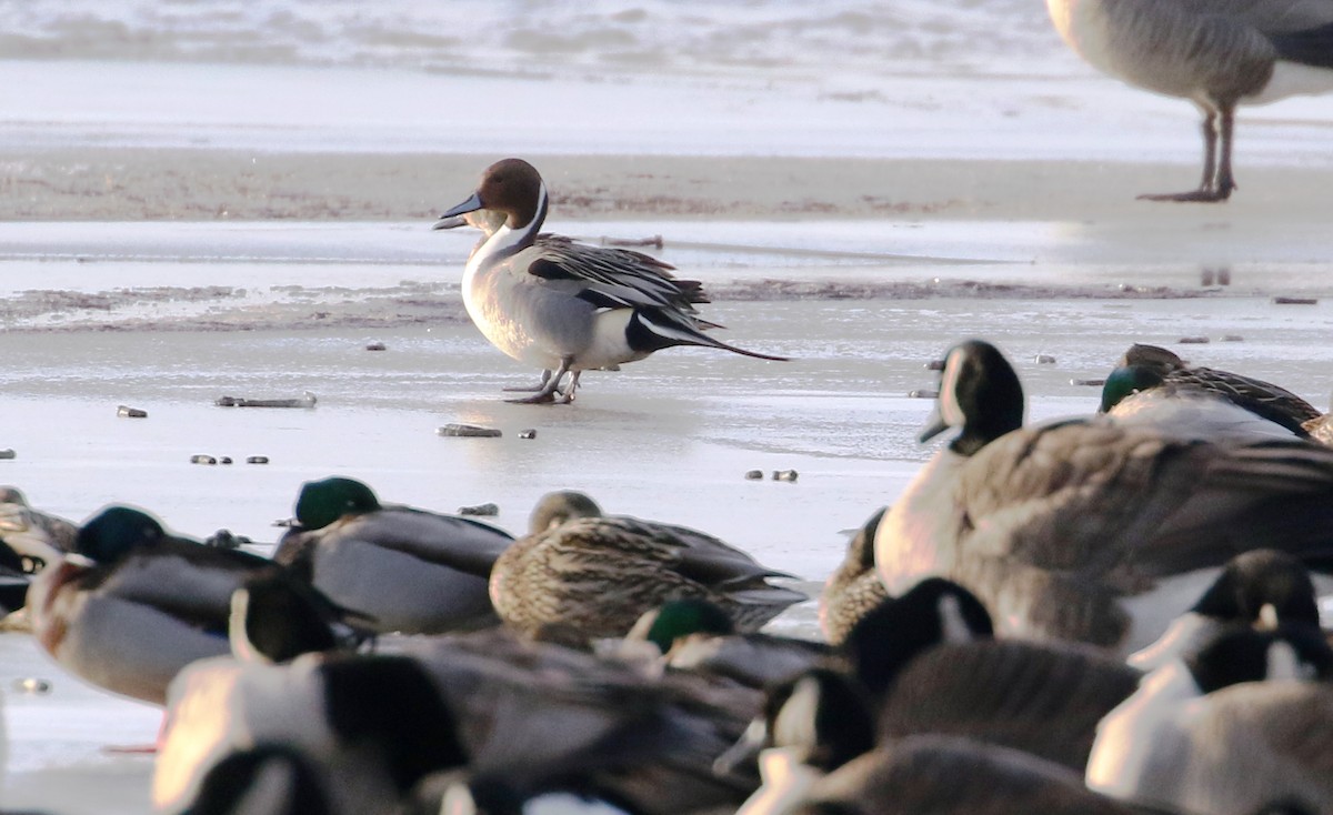 Northern Pintail - ML82619561