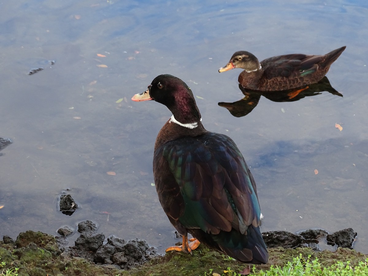 Mallard (Domestic type) - Mike Scott