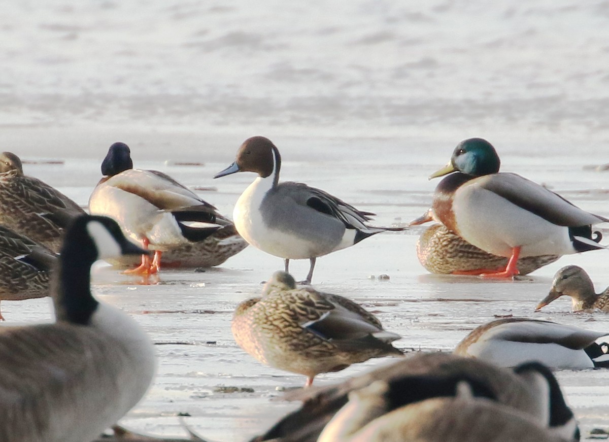 Northern Pintail - ML82619931