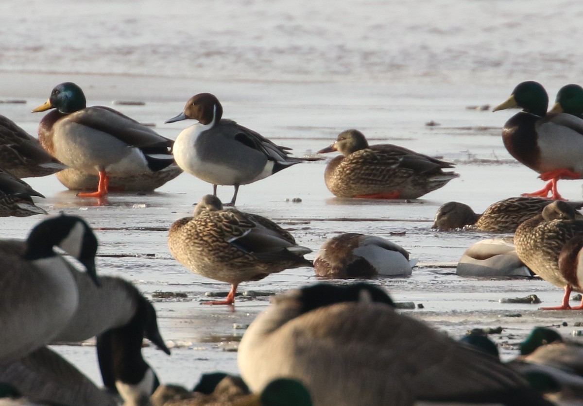 Northern Pintail - ML82619941