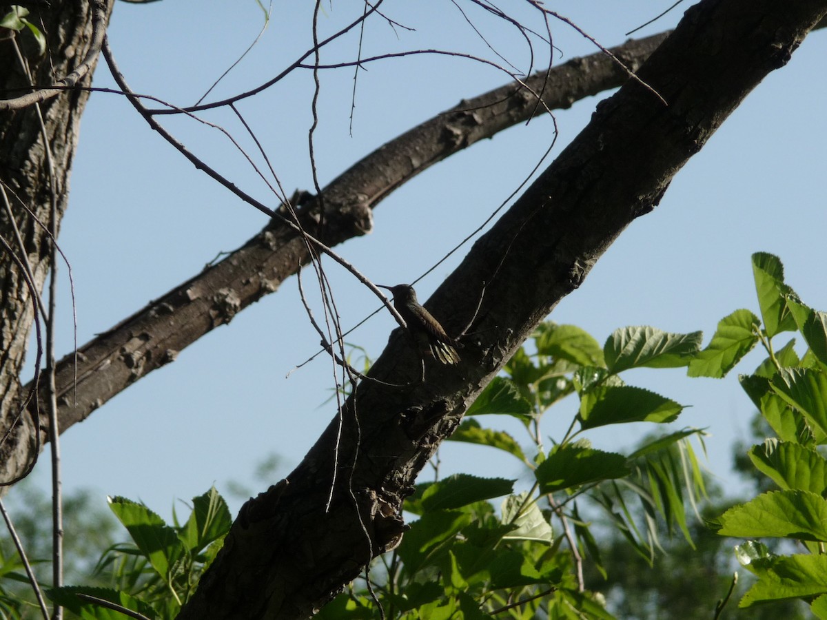 Gilded Hummingbird - ML82621591