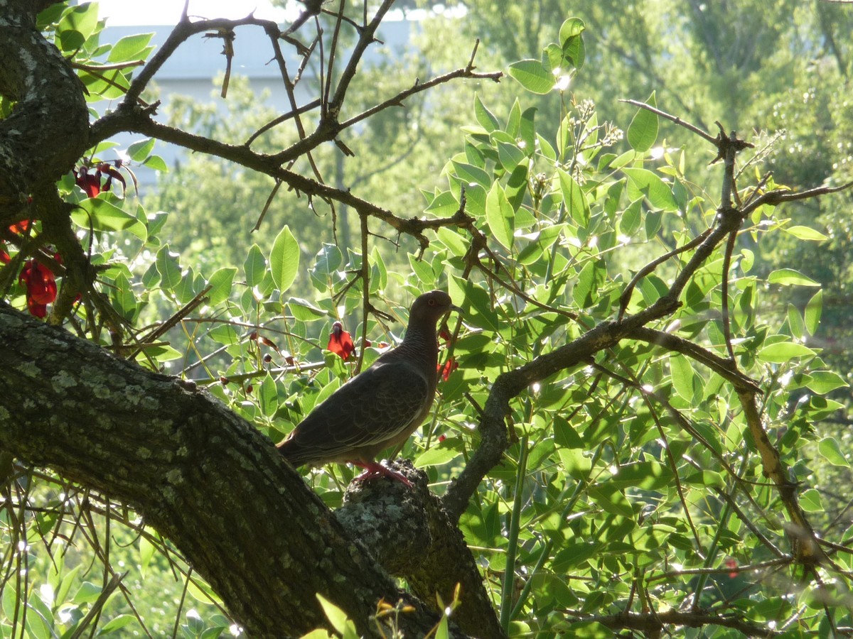 Pigeon picazuro - ML82621781