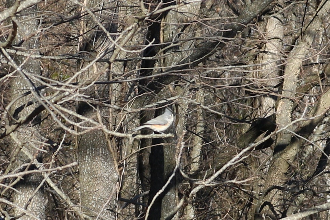 Tufted Titmouse - ML82621921
