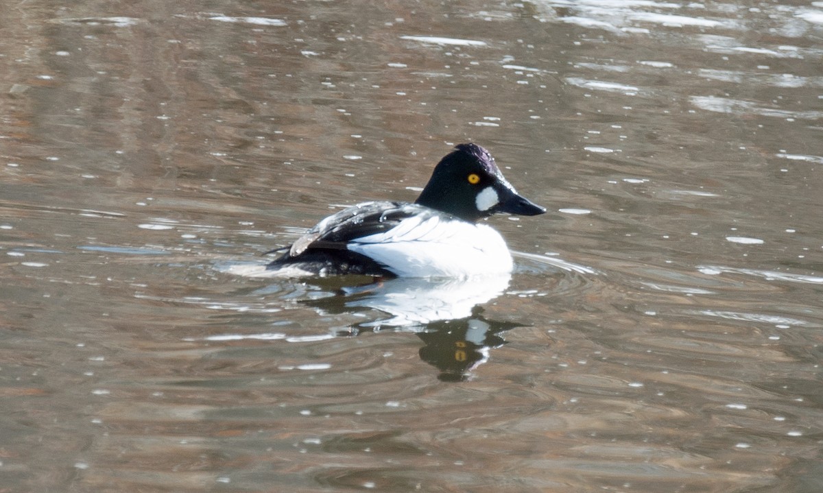 Common Goldeneye - Dale Pate