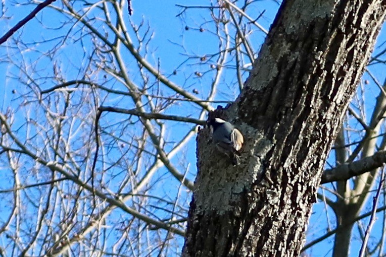 White-breasted Nuthatch - ML82622101