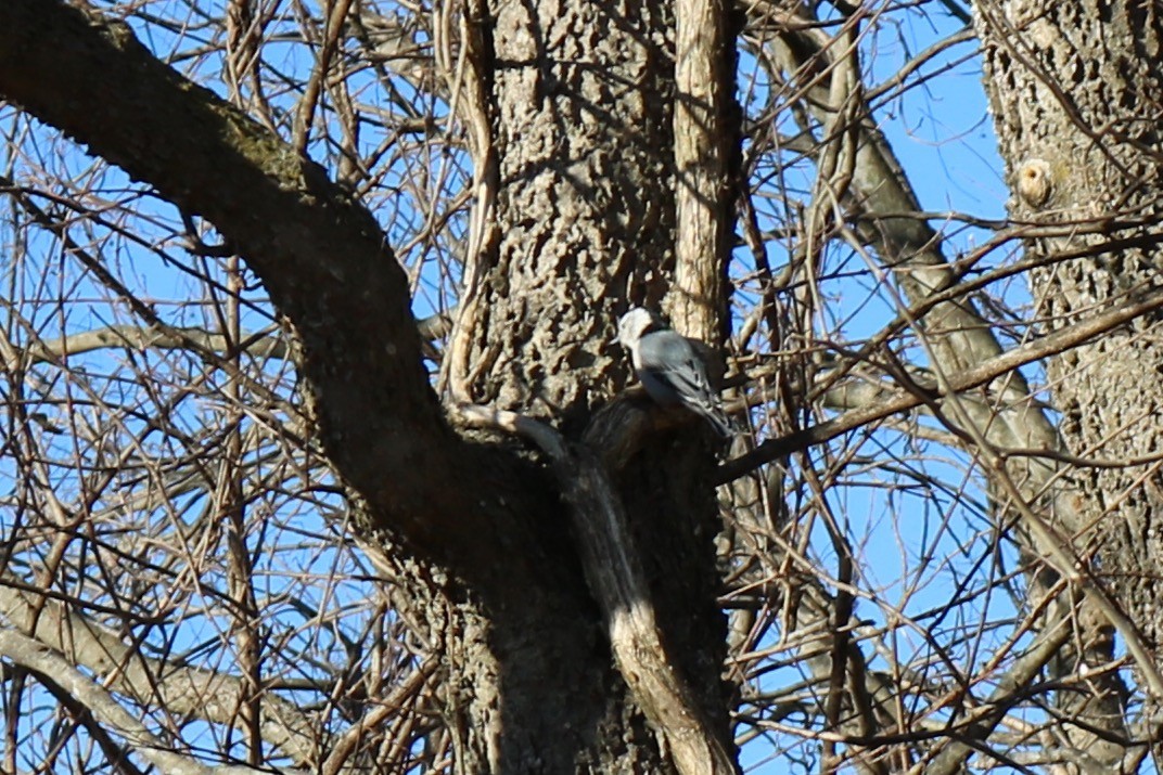 White-breasted Nuthatch - ML82622111