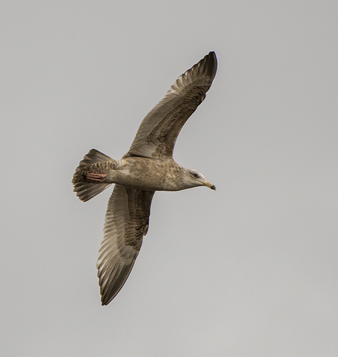 Gaviota Californiana - ML82623751