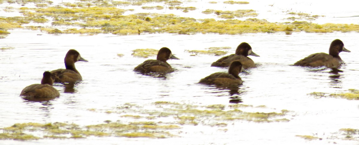 Lesser Scaup - Petra Clayton