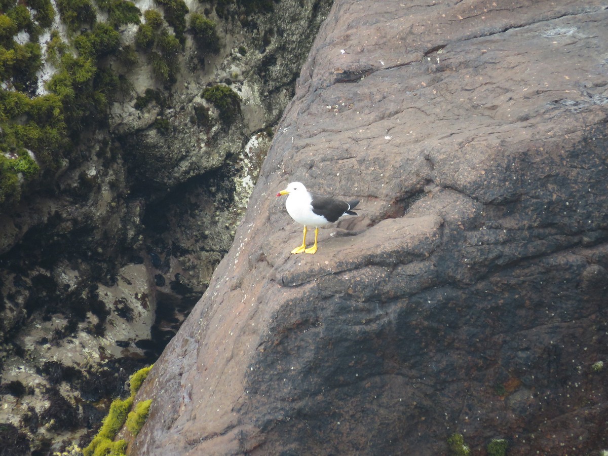 Belcher's Gull - ML82624521