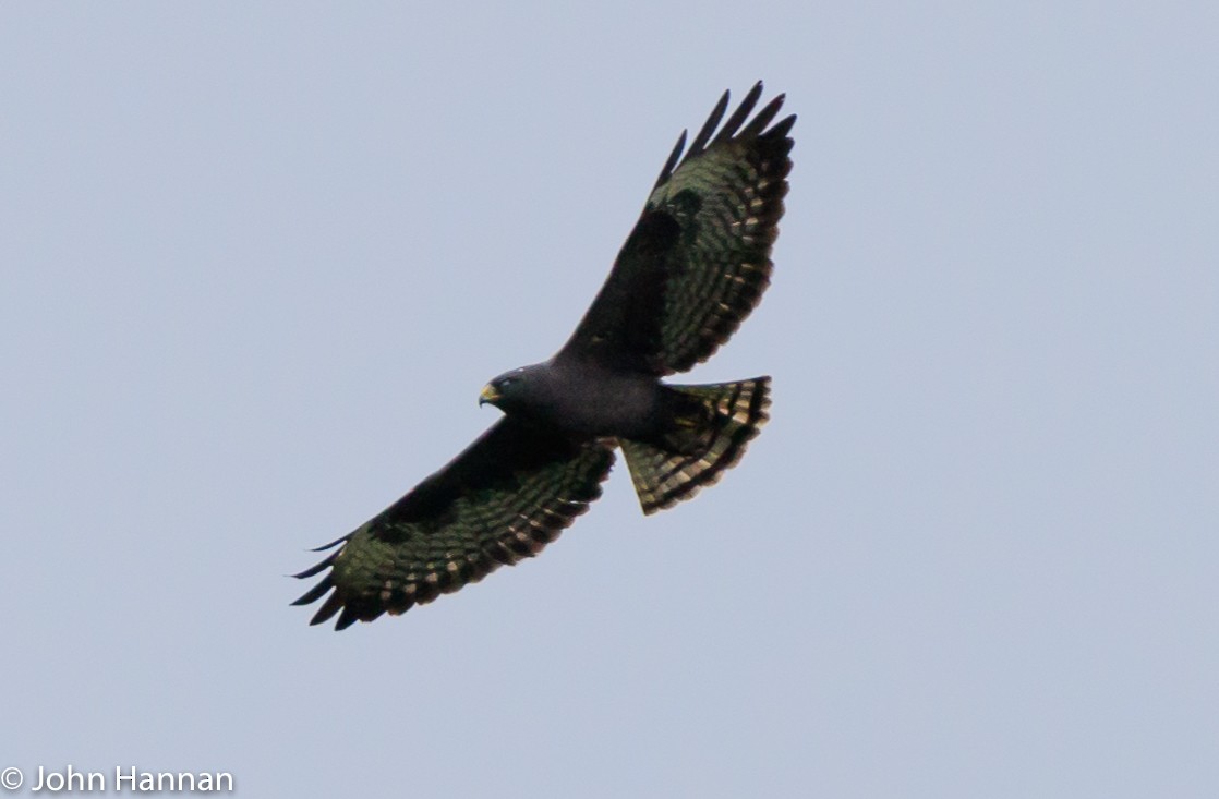 Short-tailed Hawk - ML82624671