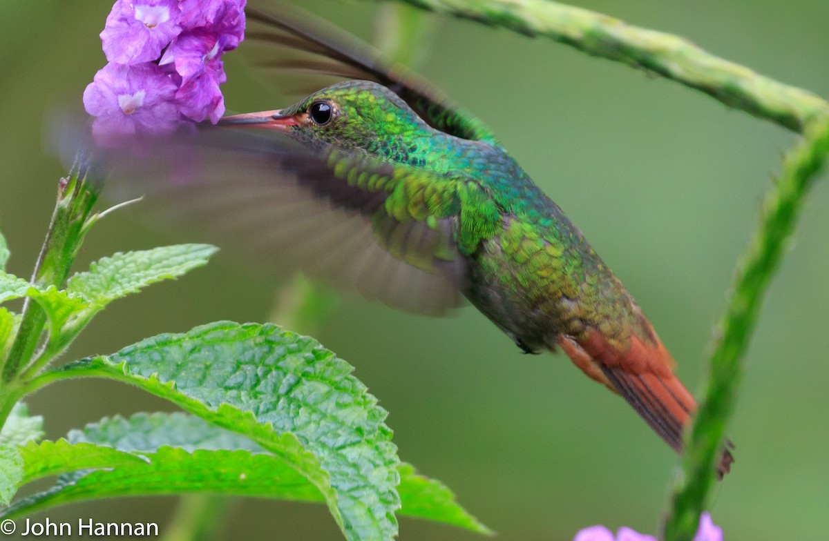 Rufous-tailed Hummingbird - ML82624821