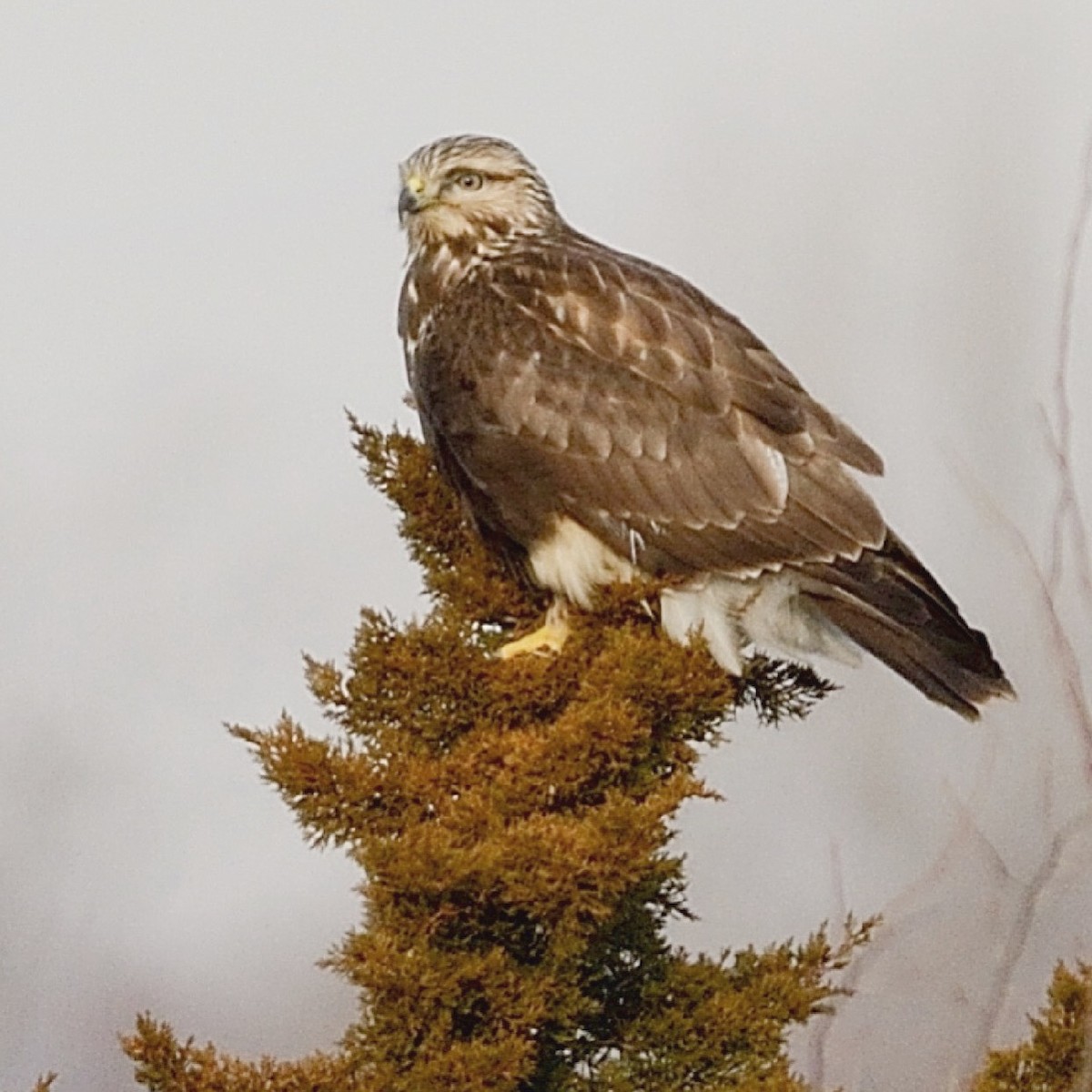 Rough-legged Hawk - ML82624921