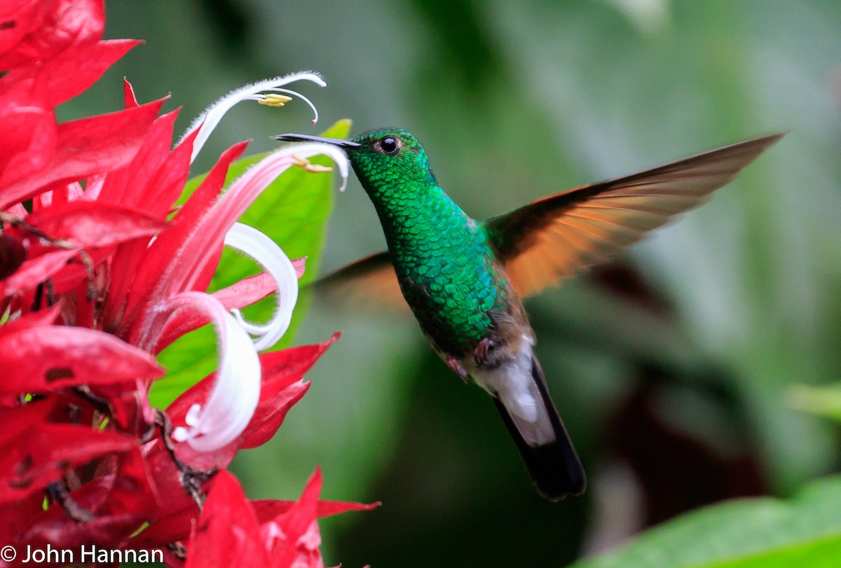 kolibřík páskoocasý - ML82625751
