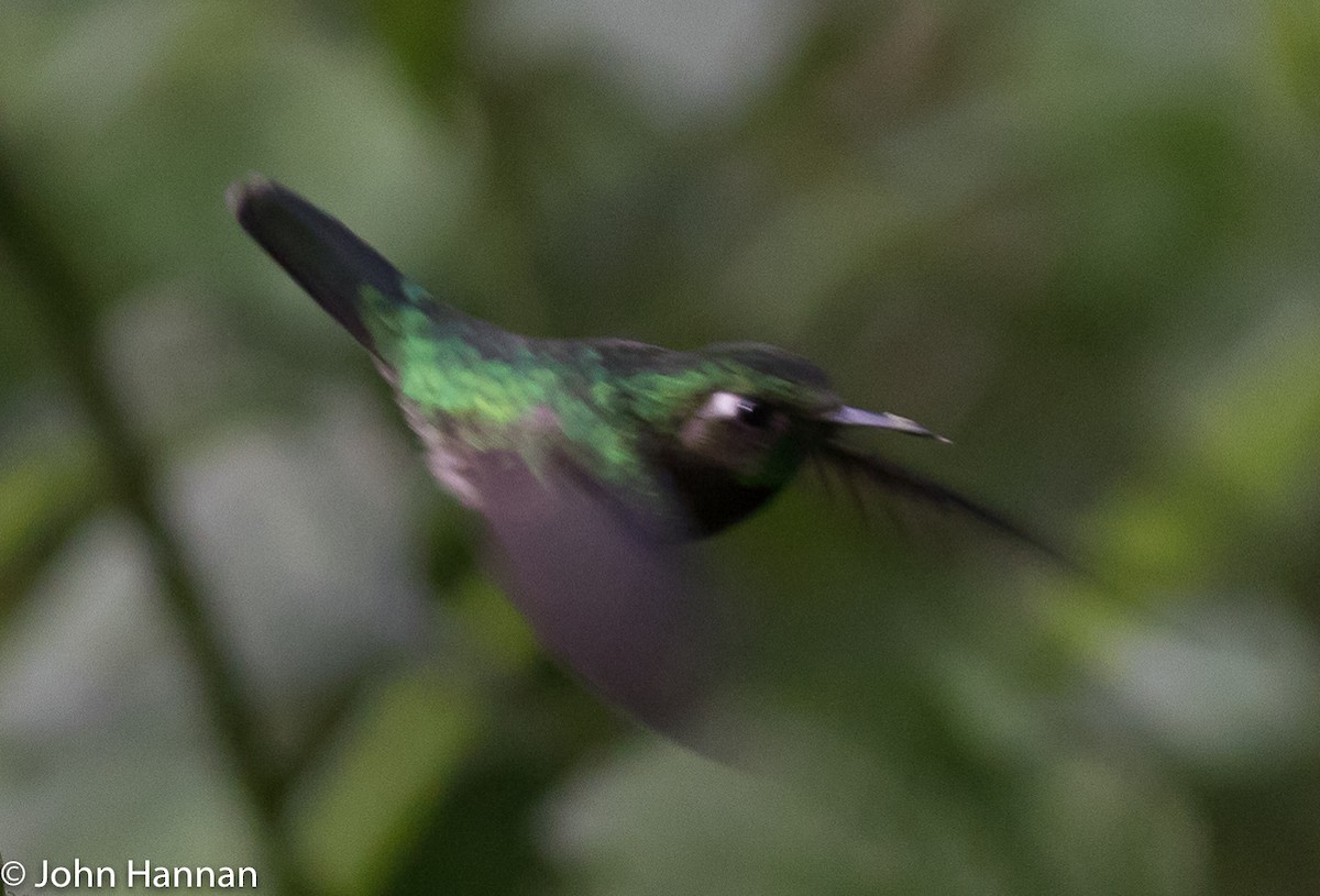 Emerald-chinned Hummingbird - ML82626281
