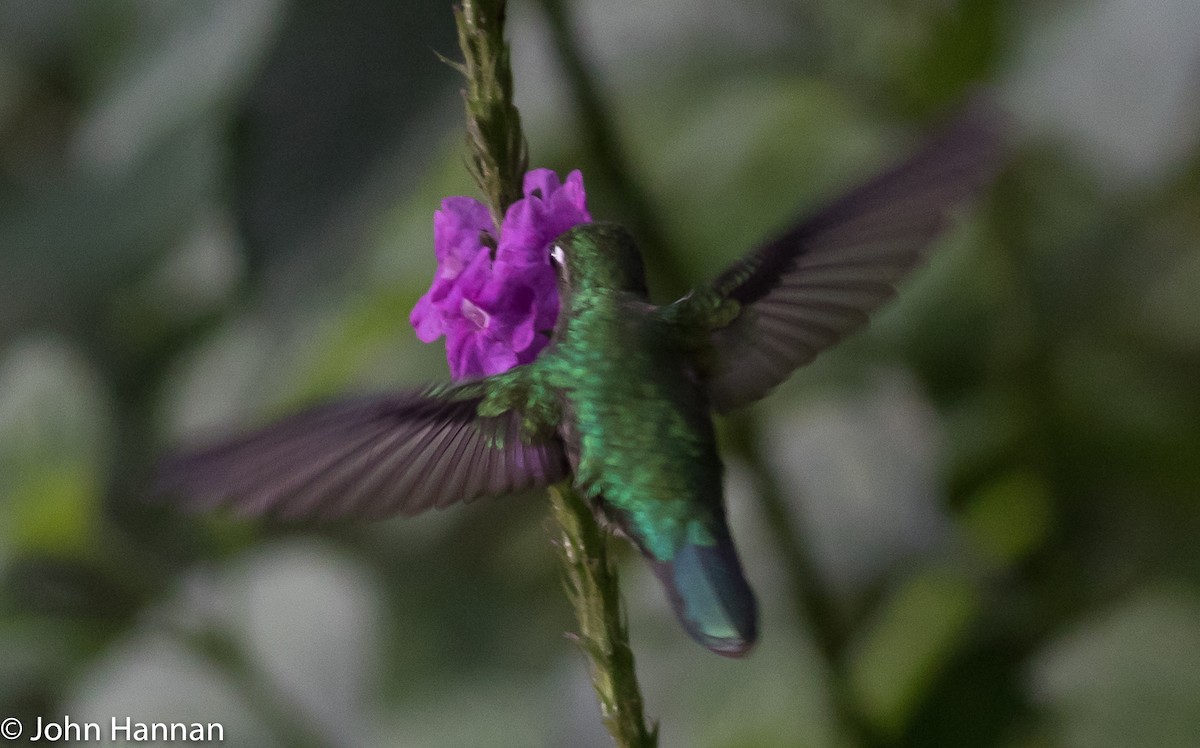 Emerald-chinned Hummingbird - ML82626291