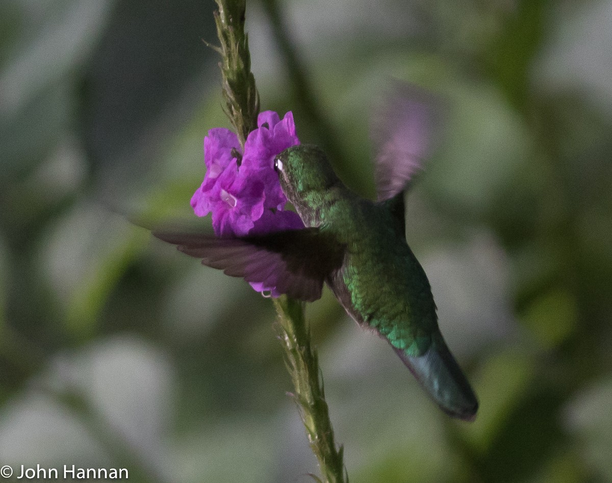 Emerald-chinned Hummingbird - ML82626301