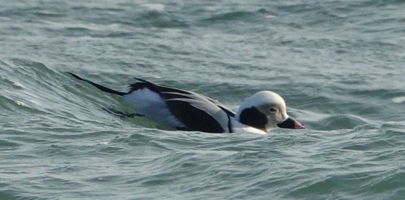 Long-tailed Duck - ML82626531