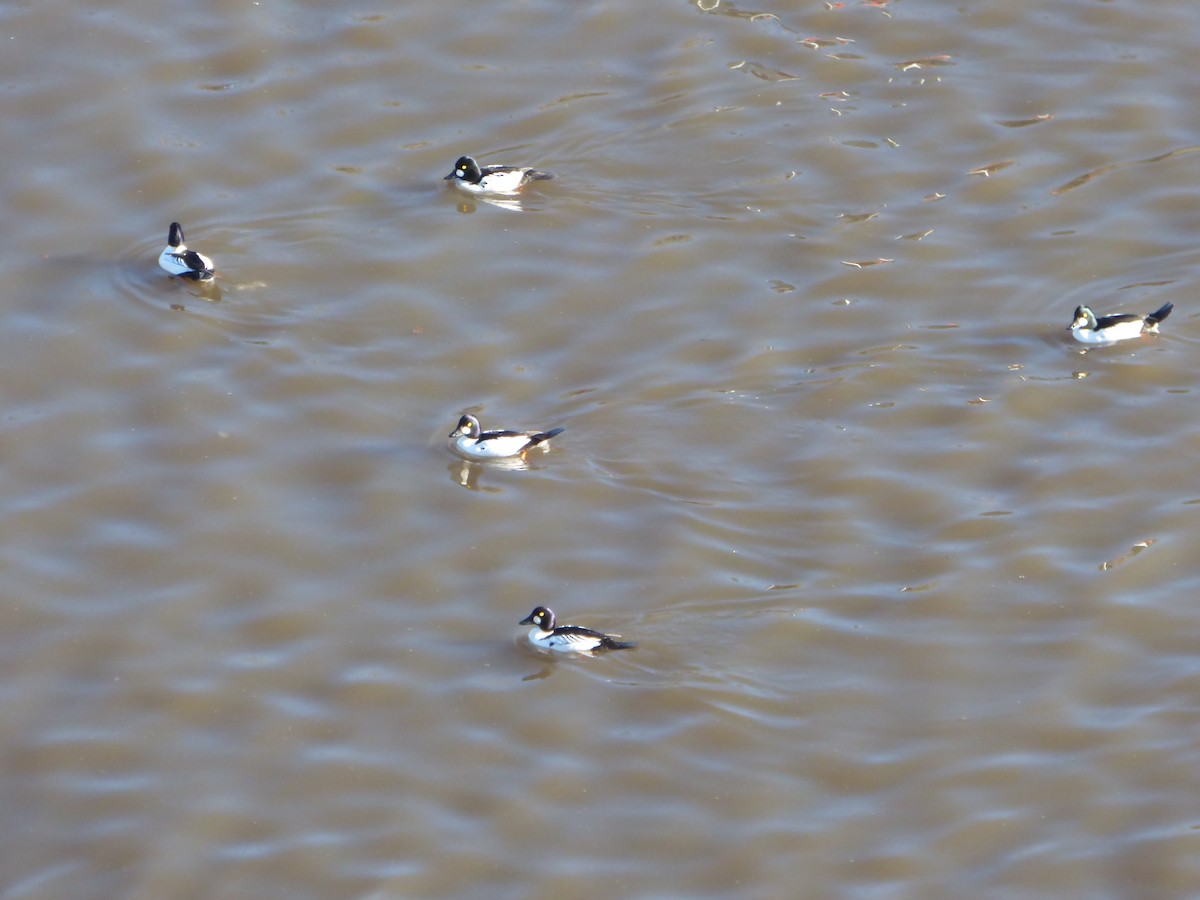 Common Goldeneye - ML82626631