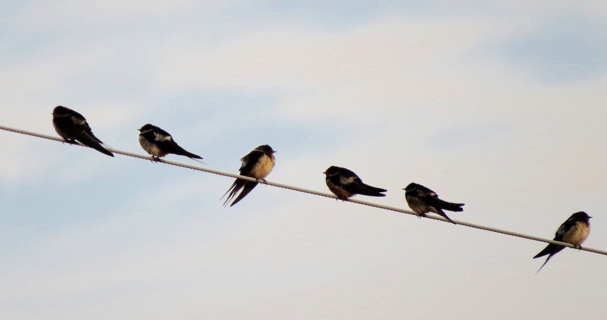 Barn Swallow - ML82626701