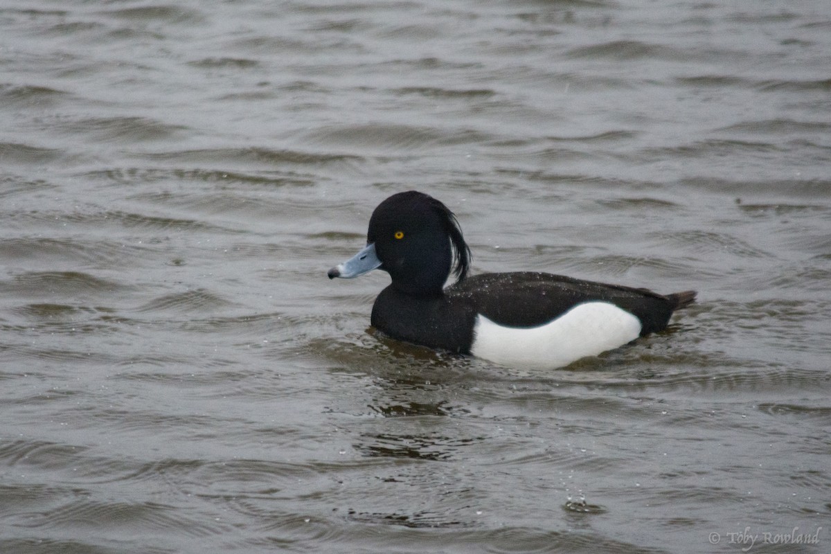 Tufted Duck - ML82627411