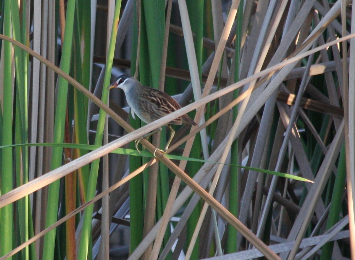 White-browed Crake - ML82627881