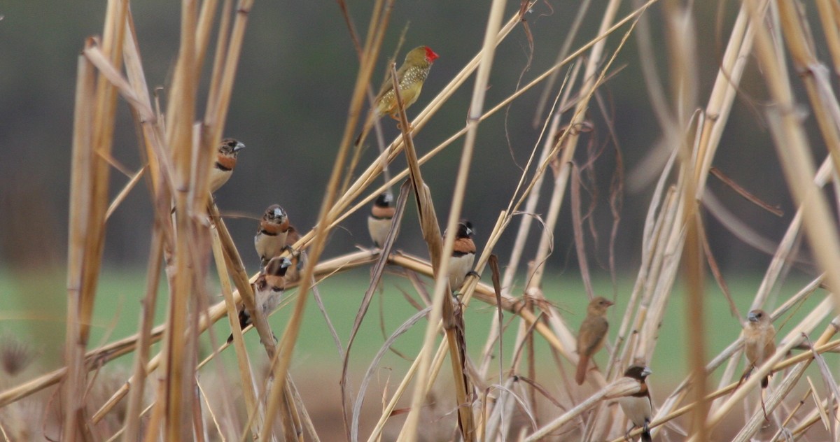 Chestnut-breasted Munia - ML82627981