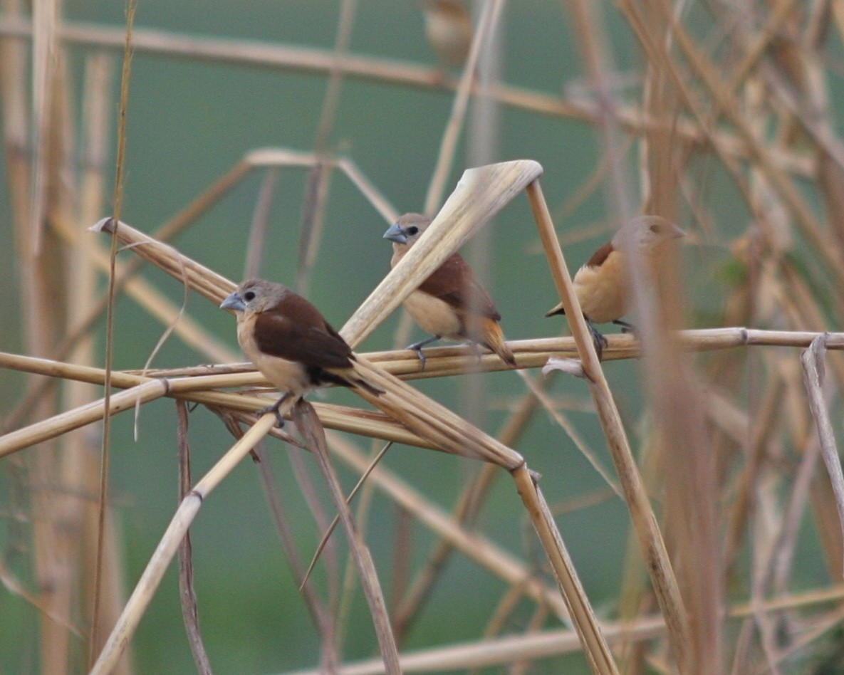 Yellow-rumped Munia - ML82627991