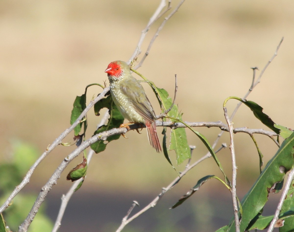 Star Finch - ML82628021