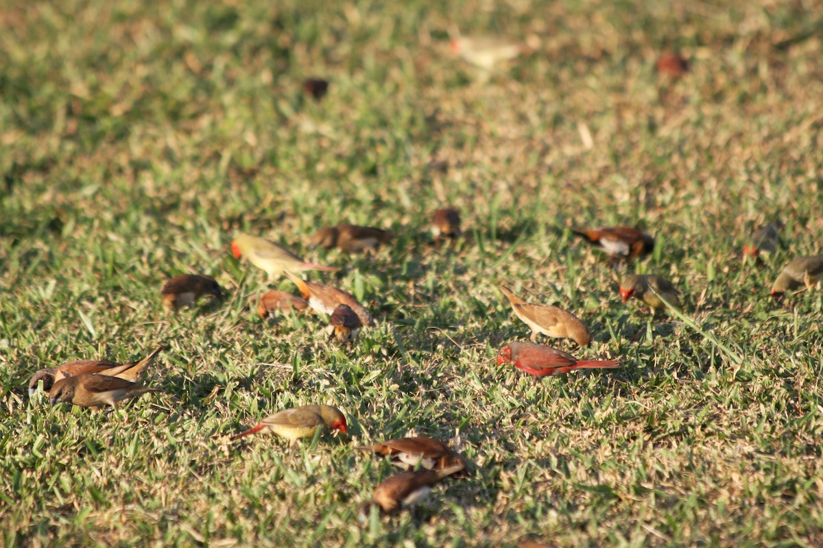 Crimson Finch - ML82628041