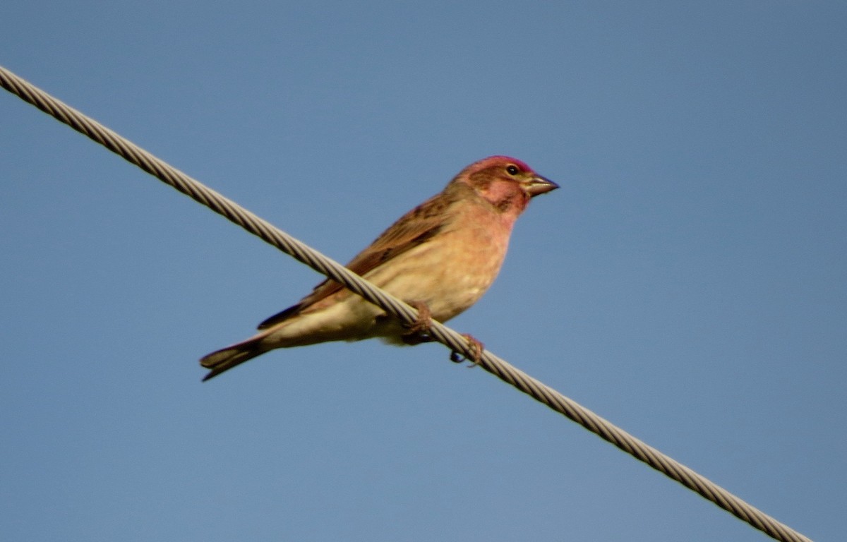 Cassin's Finch - ML82629181