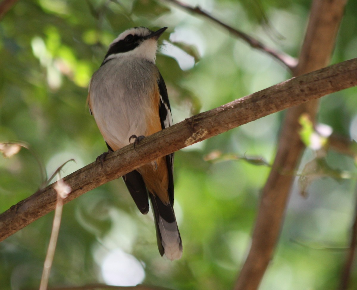 Buff-sided Robin - ML82629281