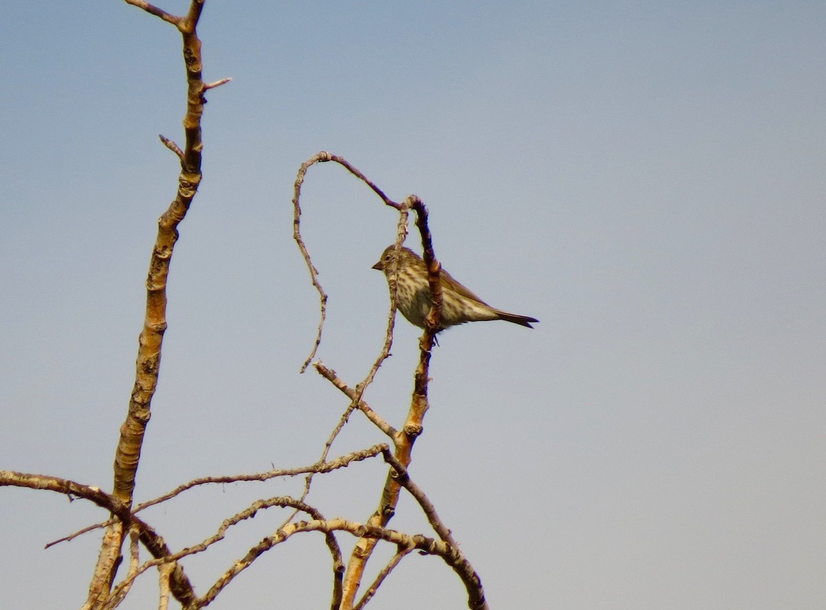 Cassin's Finch - Petra Clayton