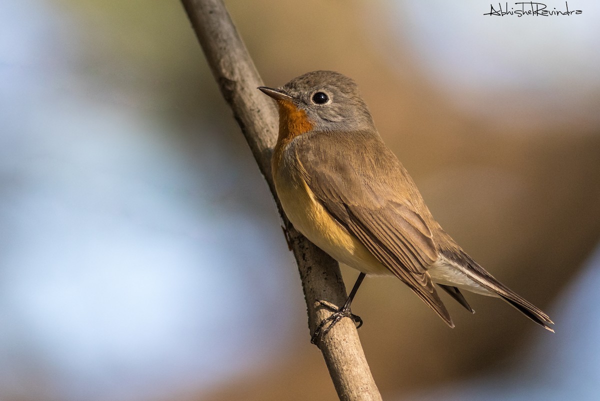 Red-breasted Flycatcher - ML82630911
