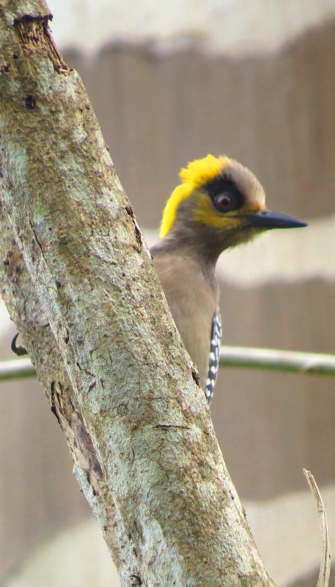 Golden-cheeked Woodpecker - ML82631031