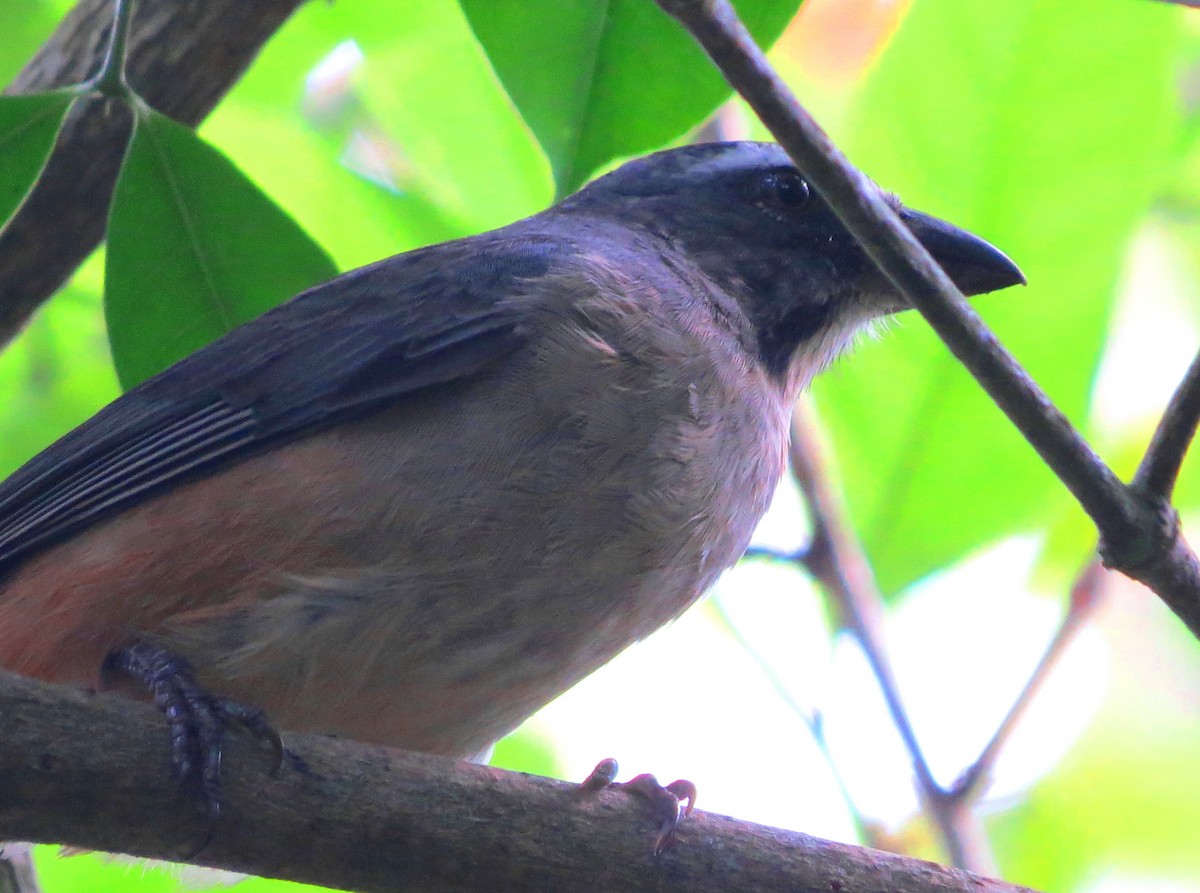 Cinnamon-bellied Saltator - ML82631221