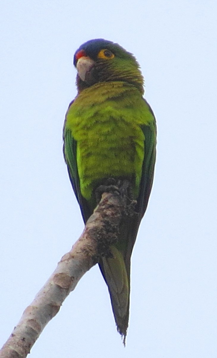 Orange-fronted Parakeet - ML82631511