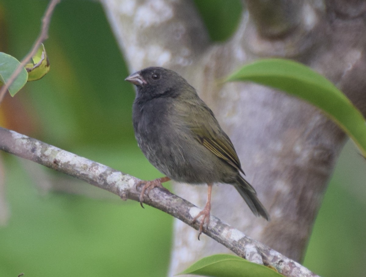 Black-faced Grassquit - ML82635711