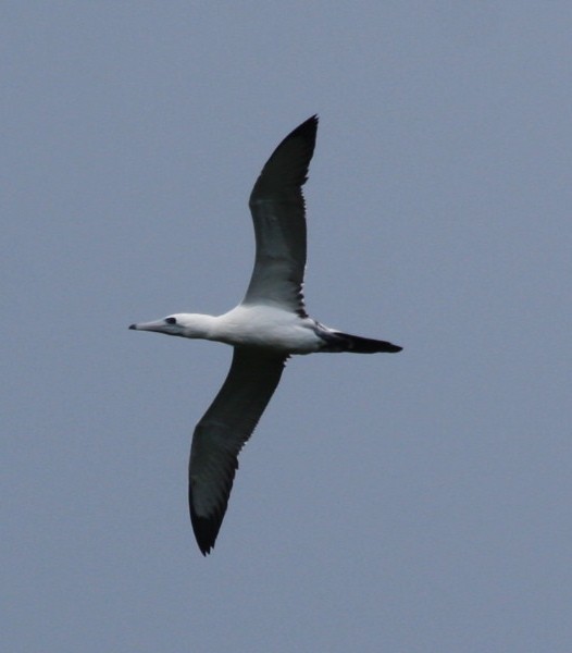 Abbott's Booby - ML82636311