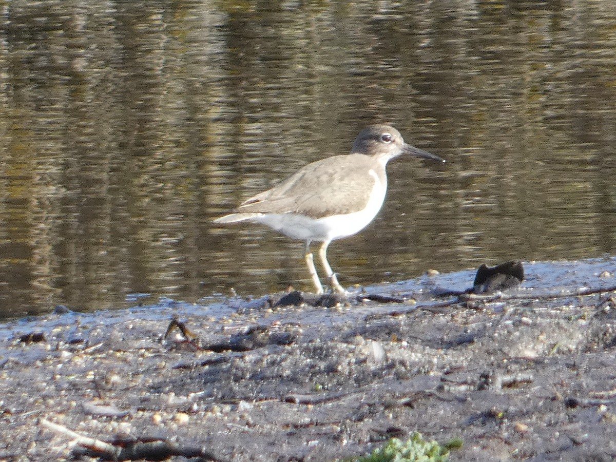 Common Sandpiper - ML82637391