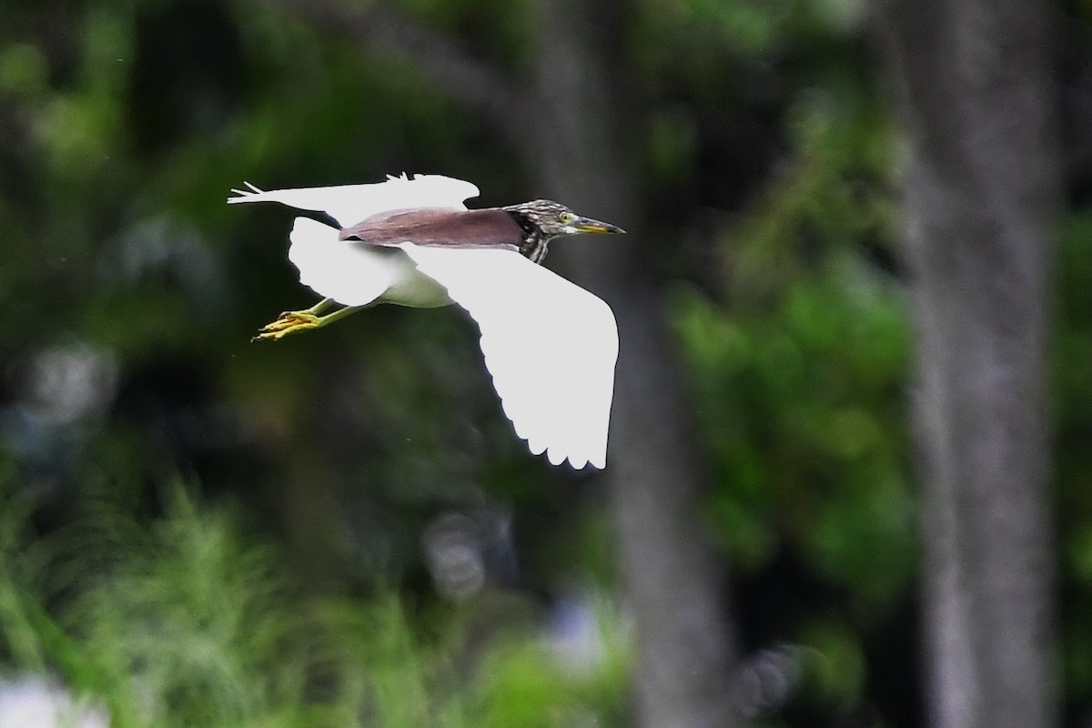 Chinese Pond-Heron - Anonymous