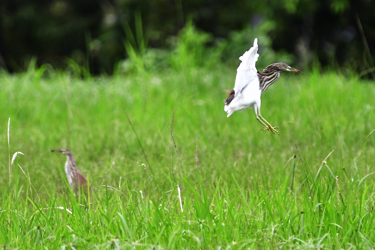 Chinese Pond-Heron - Anonymous